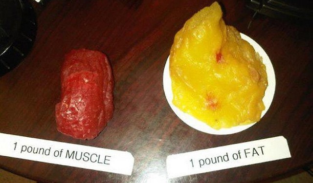 tuk vs svaly porovnanie velkosti tuku a svalov pohyb.sk